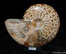 Large Inch Polished Ammonite From Madagascar #389-1